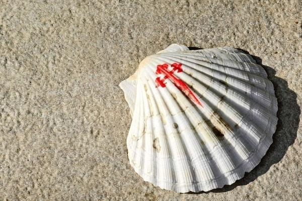 picture of a pilgrim's scallop shell